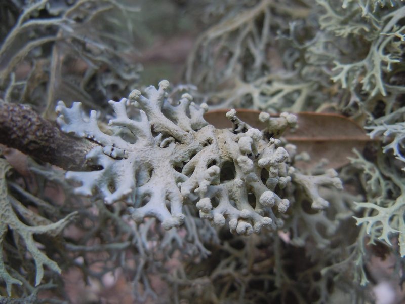 ...dai Tacchi calcarei dell''Ogliastra